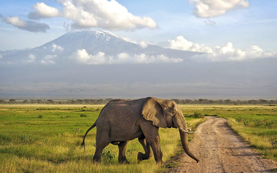 Kenya Scenic Safari | Daydream Safaris | Kenya Safari Tours | Amboseli Day Trip