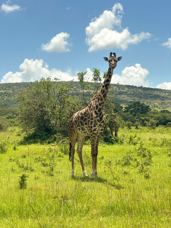 Masai Mara Safari | Daydream Safaris | Kenya Safari Tours