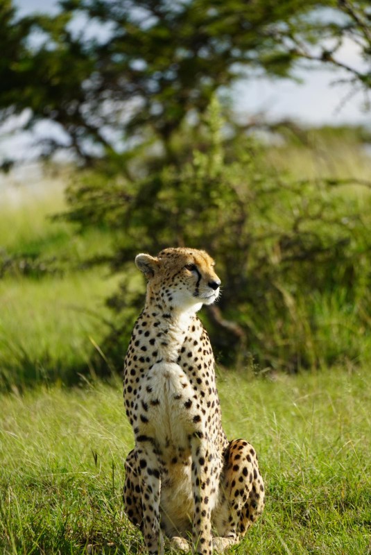 Masai Mara Safaris | Kenya Safaris | Daydream Safaris