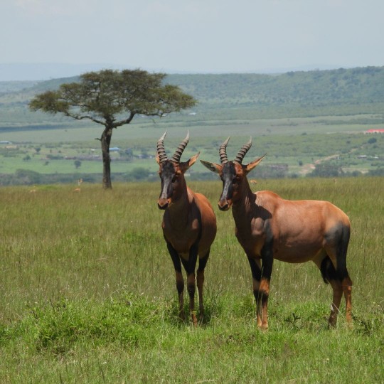 4 Days Masai Mara Safari | 7-Day Masai Mara Lake Nakuru Lake Naivasha Amboseli Safari.