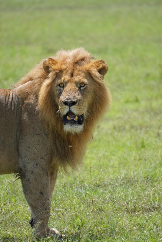 Kenya Safari Tours | Daydream Safaris | Masai Mara Safari