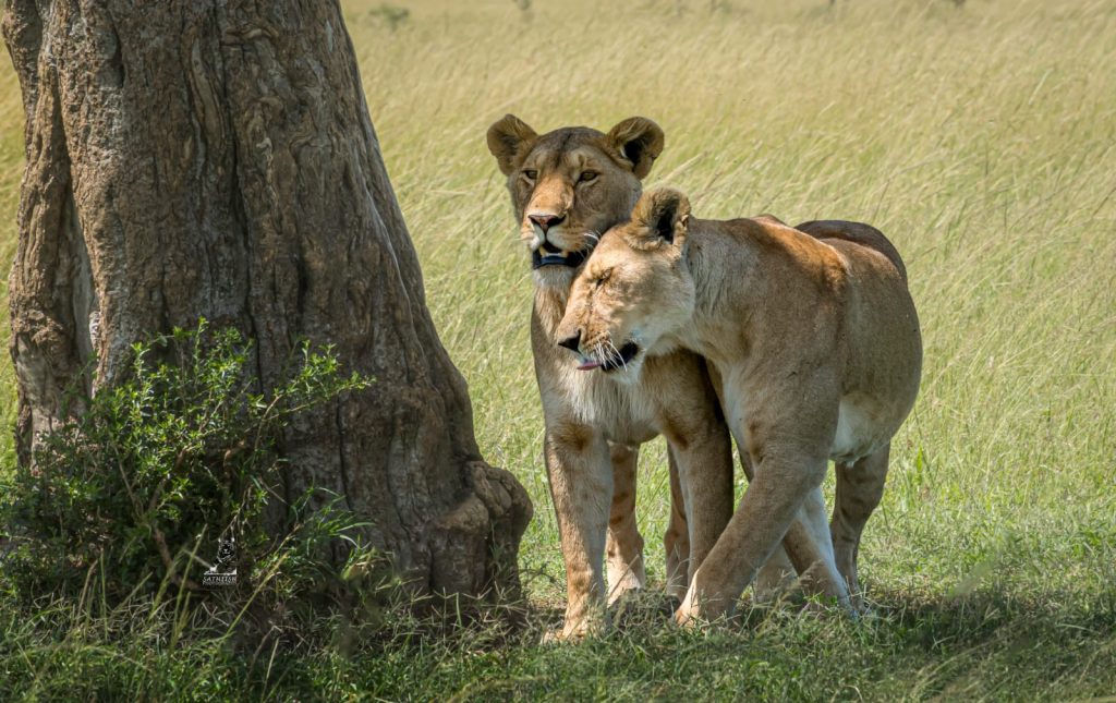 Masai Mara, Lake Nakuru 4 days 3 Nights Safari Package | Daydream Safaris