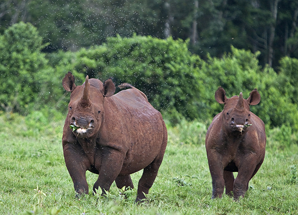 Daydream Safaris | Aberdare Safaris | Kenya Safari