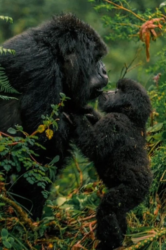 Gorilla Trekking | Daydream Safaris | Bwindi National Park