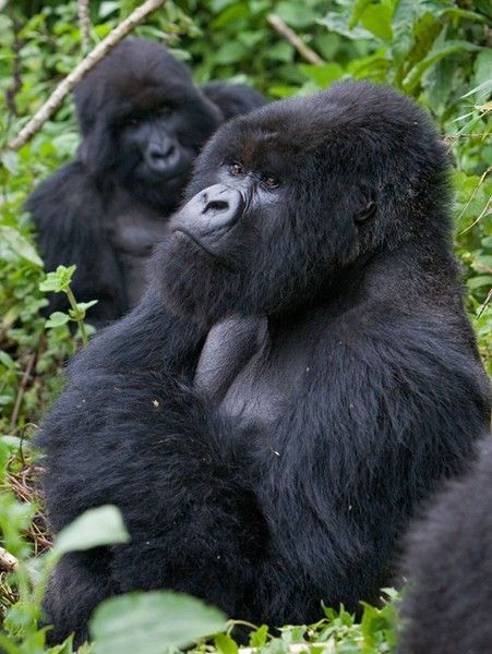 Gorilla Trekking | Daydream Safaris | Bwindi National Park