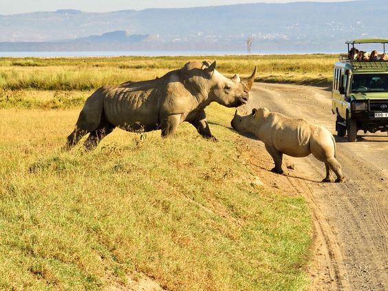 Ol Pejeta | Daydream Safaris | Kenya Safaris Tours
