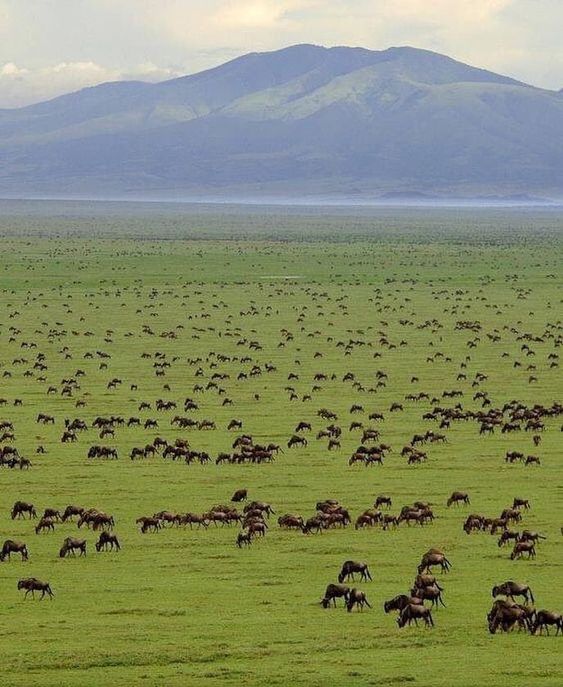 Serengeti Safaris | Daydream Safaris | Combined Kenya Tanzania Safari | Photography Safari