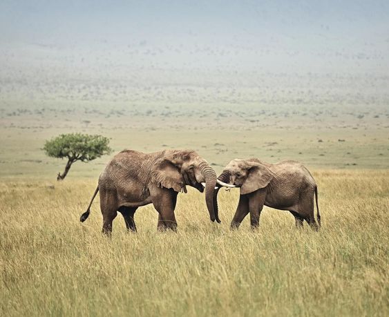 Masai Mara Elephant | Daydream Safaris | Kenya Safaris | Masai Mara Lake Nakuru Amboseli Safari