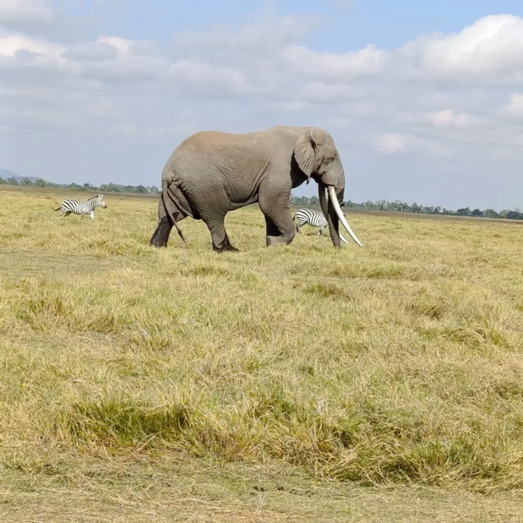 Amboseli Day Trip