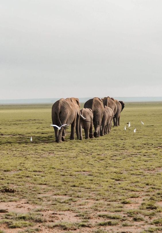 epic safari