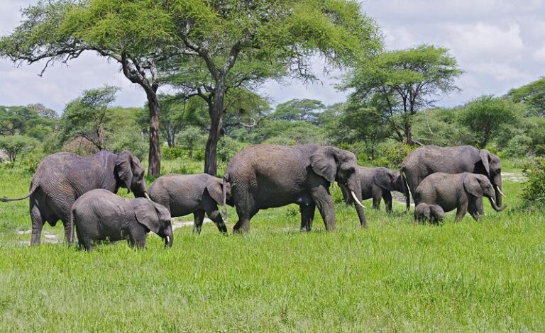 tarangire safari
