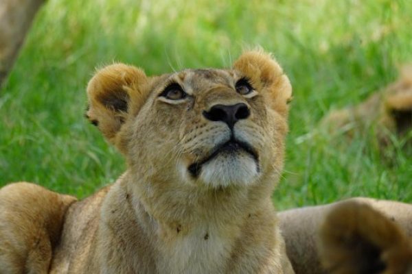 Kenya Safari Tours | Daydream Safaris | Lions in Masai Mara