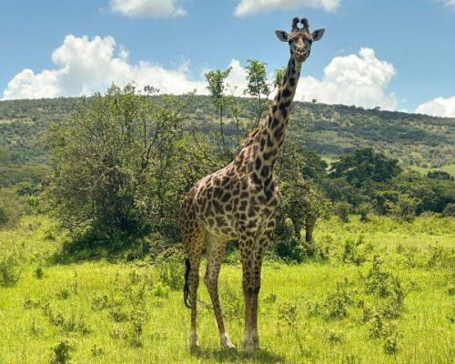 Masai Mara Safari | Daydream Safaris | Kenya Safari Tours