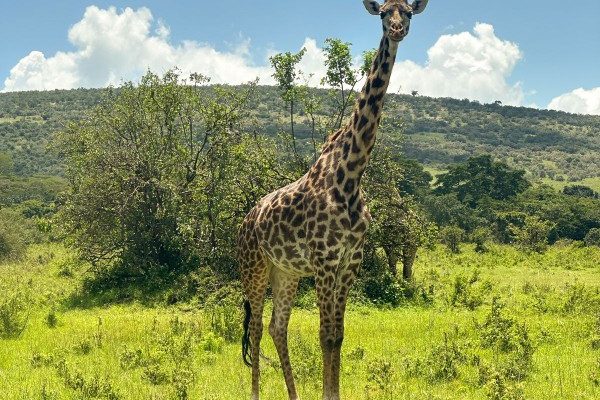 Kenya Safari | Masai Mara Safaris | Daydream Safaris | Kenya Holiday Safari