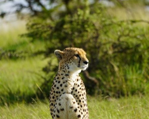 Masai Mara Safaris | Kenya Safaris | Daydream Safaris