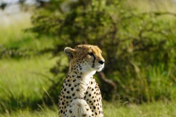Masai Mara Safaris | Kenya Safaris | Daydream Safaris
