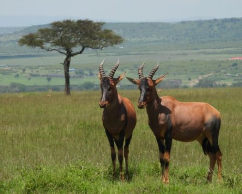 4 Days Masai Mara Safari | 7-Day Masai Mara Lake Nakuru Lake Naivasha Amboseli Safari.