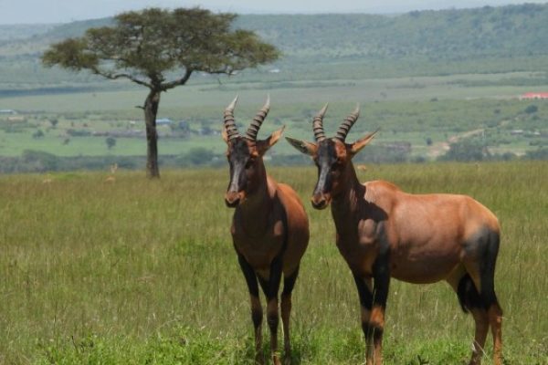 4 Days Masai Mara Safari | 7-Day Masai Mara Lake Nakuru Lake Naivasha Amboseli Safari.