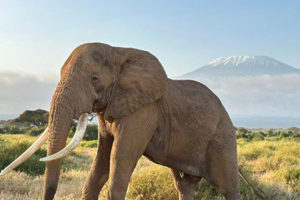 Amboseli National Park | Daydream Safari | Kenya Safari Tours