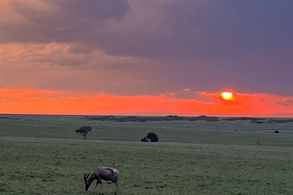 Masai Mara Safari | Daydream Safaris | Travel Masai Mara | Kenya Safaris