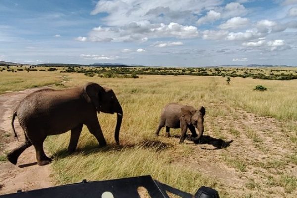 Kenya Safaris | Daydream Safaris