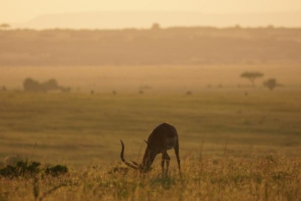 Kenya Scenic Safaris | Masai Mara Safaris | Daydream Safaris