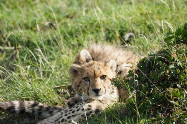 4 Days 3 Nights, Masai Mara, Lake Nakuru Safari Tour | Daydream Safaris
