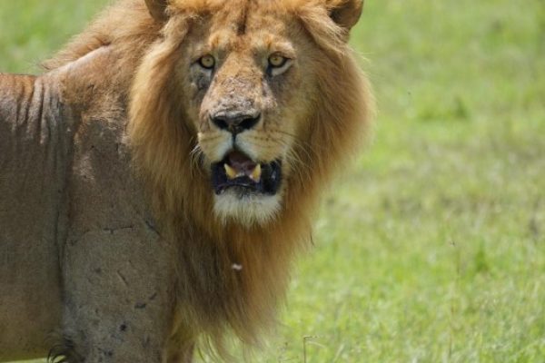 Kenya Safari Tours | Daydream Safaris | Masai Mara Safari