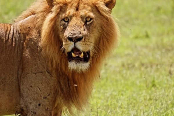 4 Days 3 Nights, Masai Mara, Lake Nakuru | Daydream Safaris | Kenya Safari Tours.