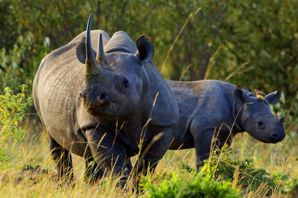 Rhinos Aberdare | Daydream Safaris | Kenya Safari