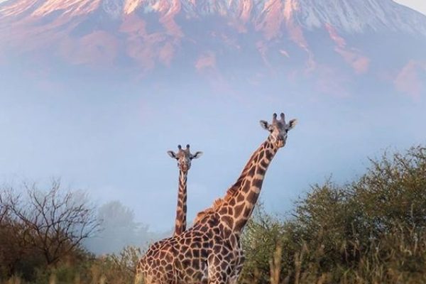 Amboseli Kilimanjaro view with Giraffe | Daydream Safaris | Kenya Safari Tours