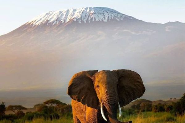 Amboseli Safari | Daydream Safaris | Elephant with Kilimanjaro Views | Kenya Safari