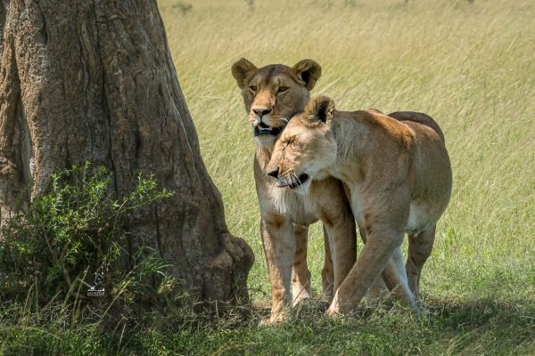 Masai Mara, Lake Nakuru 4 days 3 Nights Safari Package | Daydream Safaris