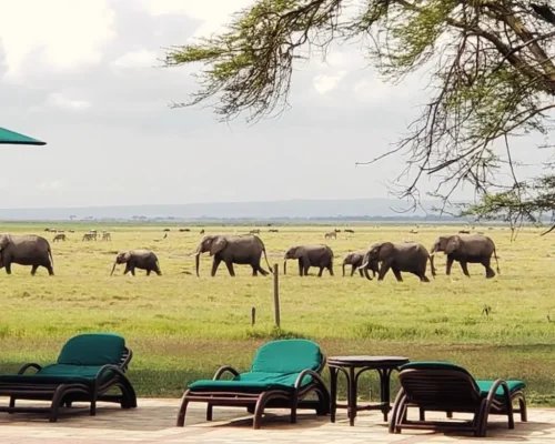 Amboseli Safari Tour | Daydream Safaris | Kenya Safari | 5-Day Masai Mara Lake Naivasha Amboseli Safari.