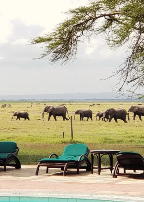 Amboseli Safari Tour | Daydream Safaris | Kenya Safari | 5-Day Masai Mara Lake Naivasha Amboseli Safari.