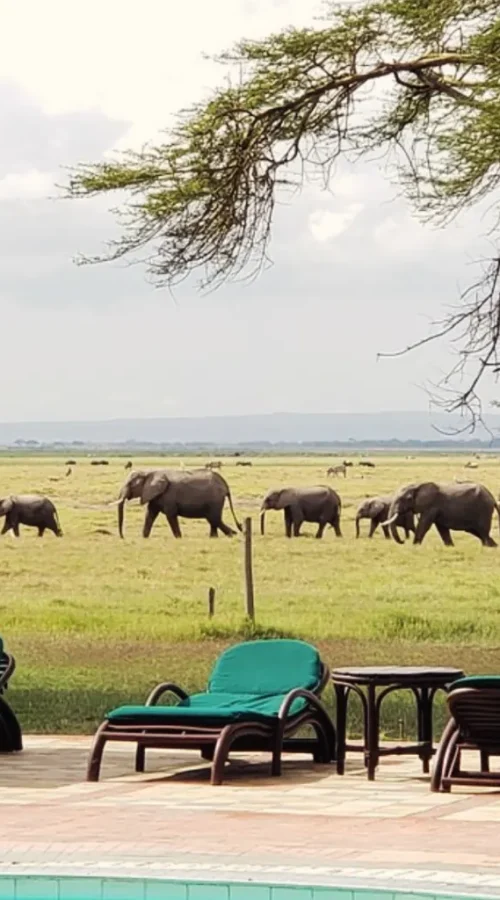 Amboseli Safari Tour | Daydream Safaris | Kenya Safari | 5-Day Masai Mara Lake Naivasha Amboseli Safari.