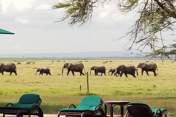 Amboseli Safari Tour | Daydream Safaris | Kenya Safari | 5-Day Masai Mara Lake Naivasha Amboseli Safari.