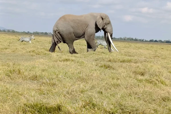 Amboseli Safari Tour | Daydream Safaris | Kenya Safari Tour