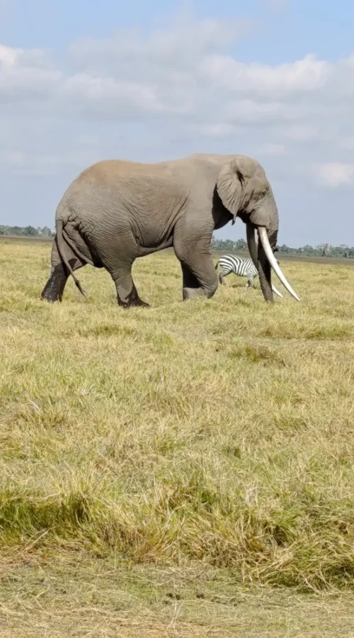 Amboseli Day Trip