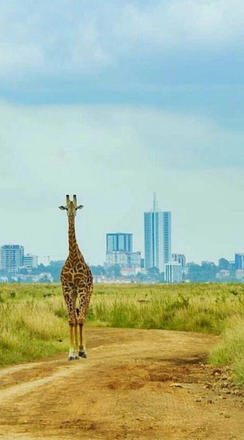 Nairobi Day Trip