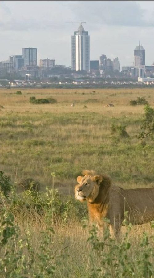 Nairobi Day Trip