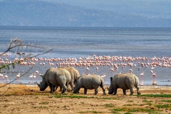 4 days Masai Mara, Lake Nakuru Safari Tours | Daydream Safaris