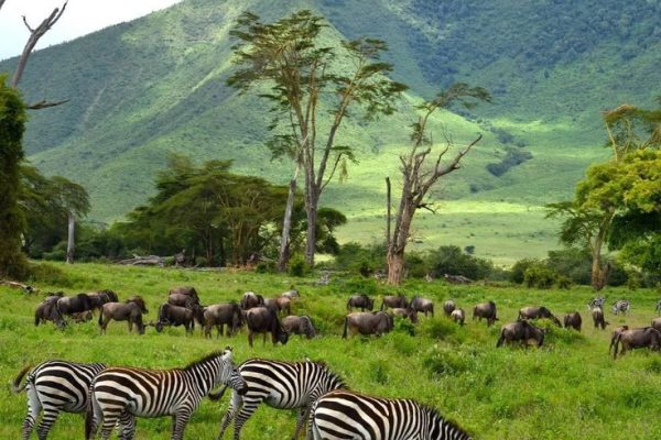 Ngorongoro Crater | Daydream Safaris | Tanzania Safaris Tours | Kenya Tanzania Safaris