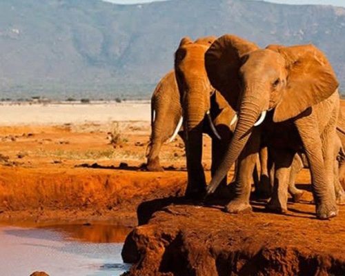 Tsavo West Safari | Daydream Safaris | Kenya Safari Tours