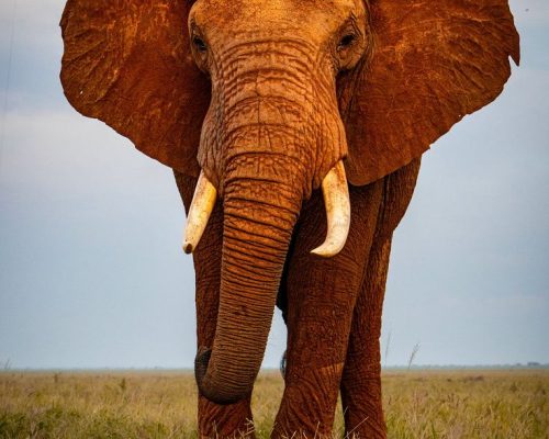 Tsavo Safari | Daydream Safaris | Kenya Safari