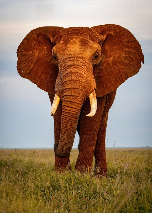 Tsavo Safari | Daydream Safaris | Kenya Safari