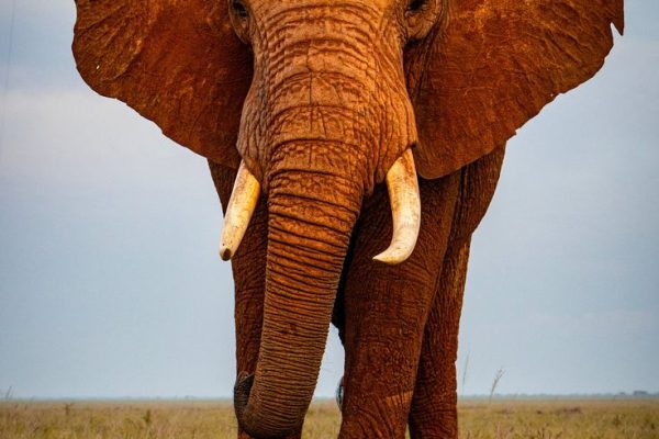 Tsavo Safari | Daydream Safaris | Kenya Safari