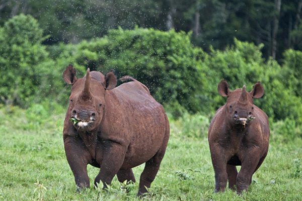 Daydream Safaris | Aberdare Safaris | Kenya Safari