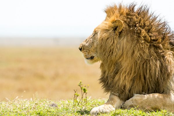 Discover Kenya Safaris | Daydream Safaris | Masai Mara, Lake Nakuru, Amboseli Safari Tours