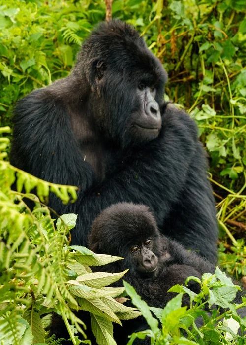 Gorilla Trekking | Daydream Safaris | Bwindi National Park Uganda Safaris
